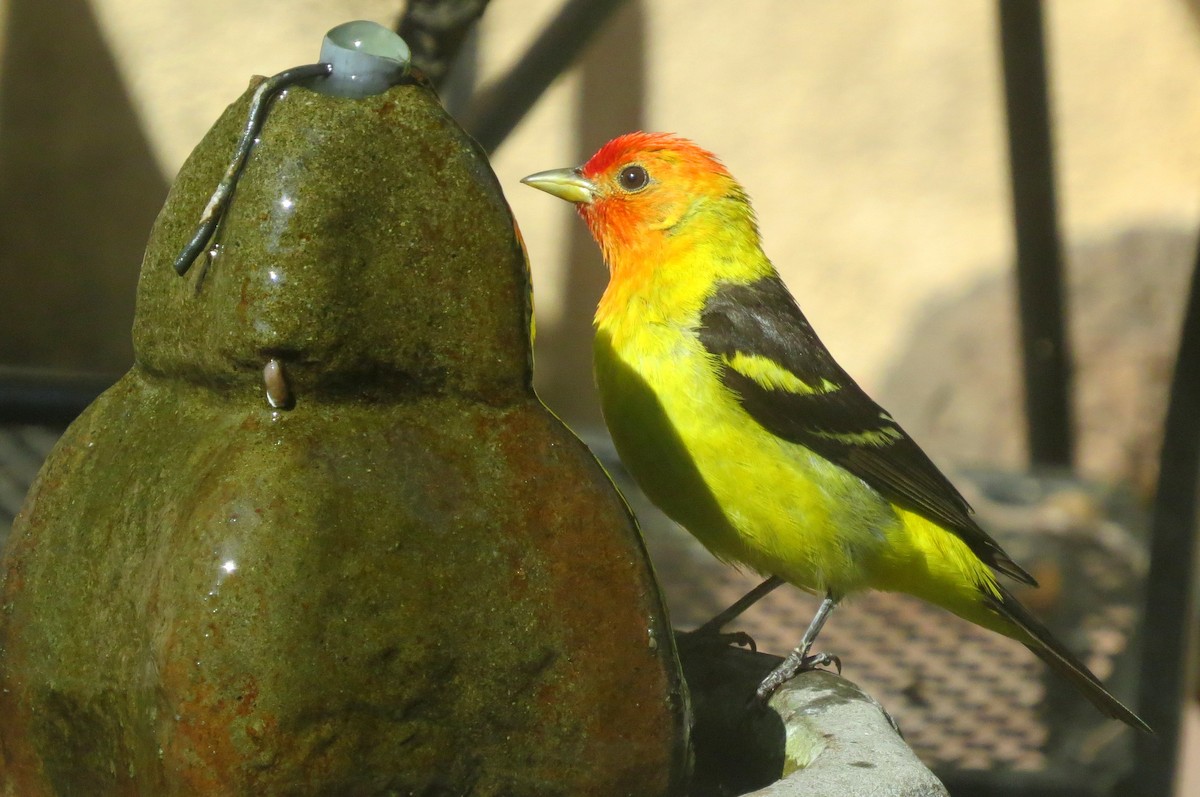 Western Tanager - ML65874391