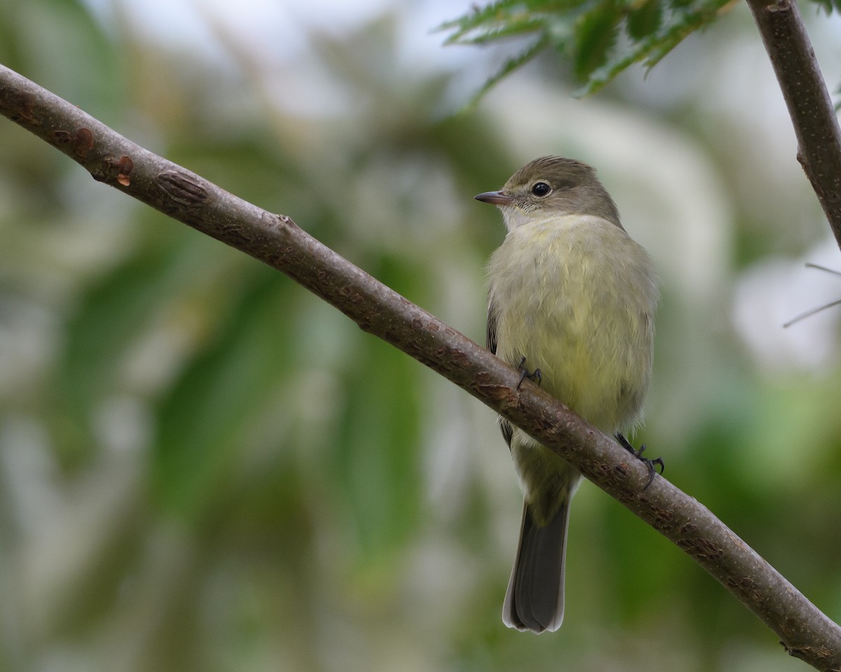 gulbukelenia - ML658744130