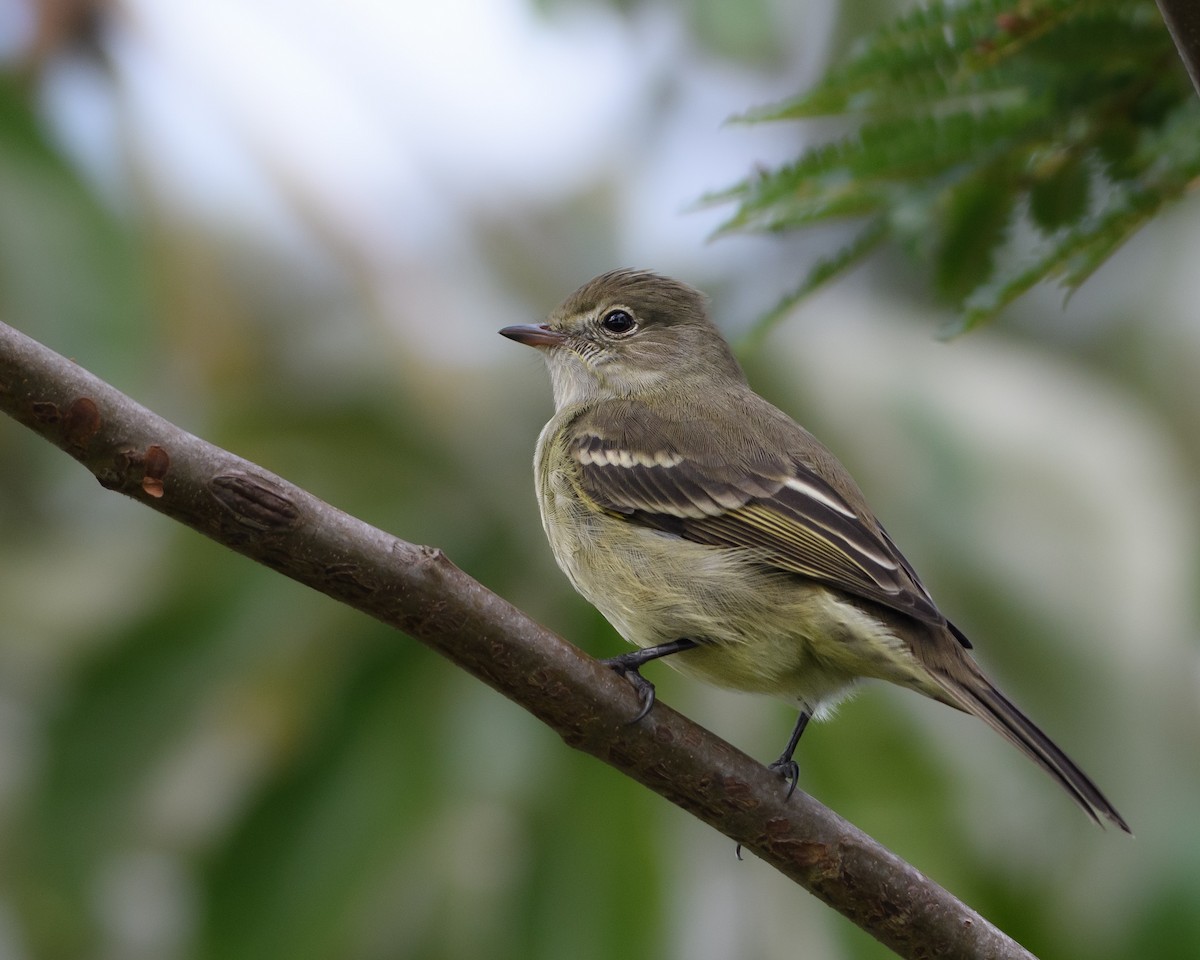 gulbukelenia - ML658744131
