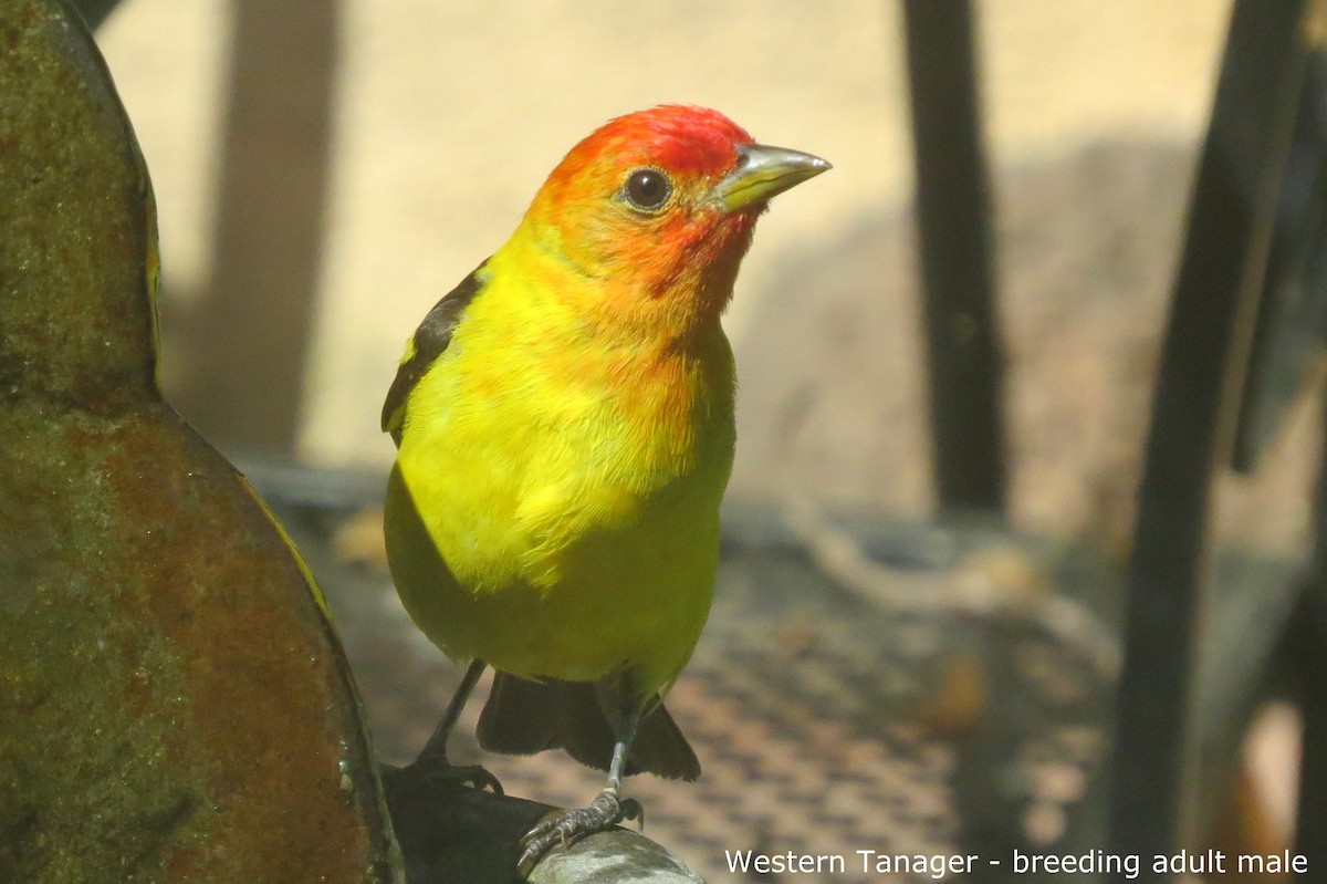Western Tanager - ML65874481