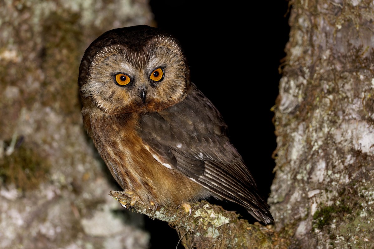 アメリカキンメフクロウ（brooksi） - eBird