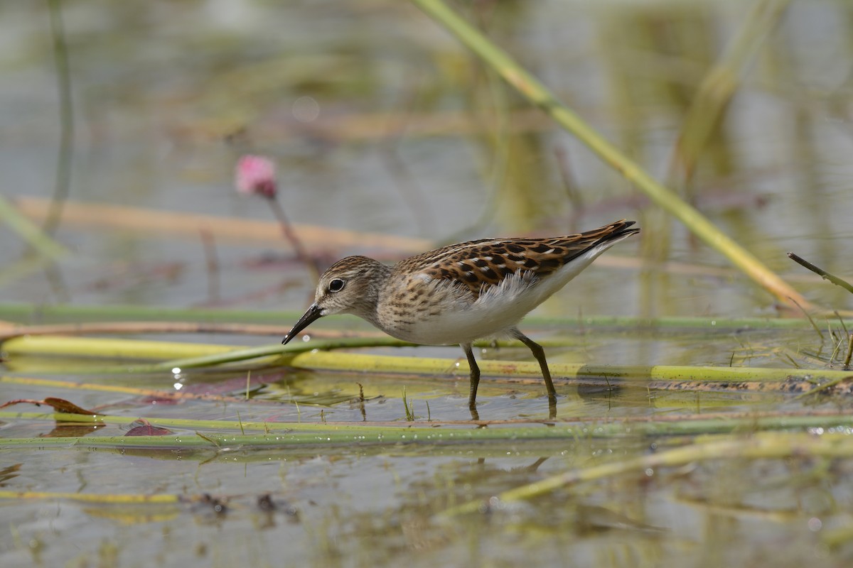 Wiesenstrandläufer - ML65874671