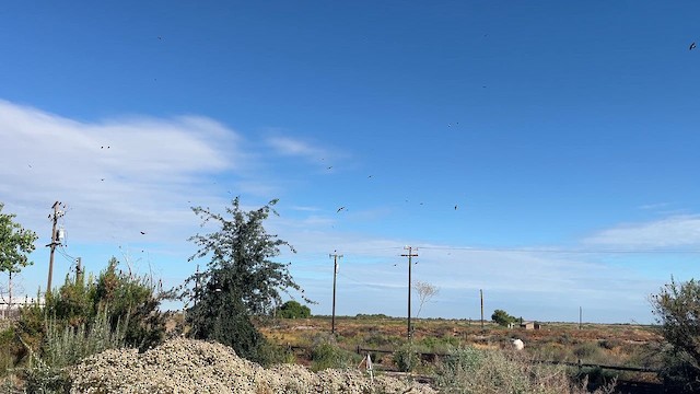 סנונית אמריקנית - ML658746888