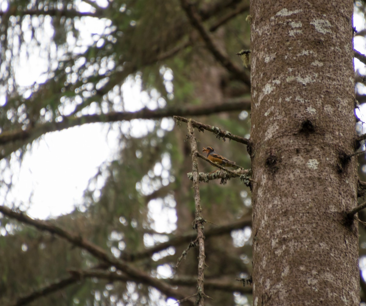 Varied Thrush - Bob Morrison