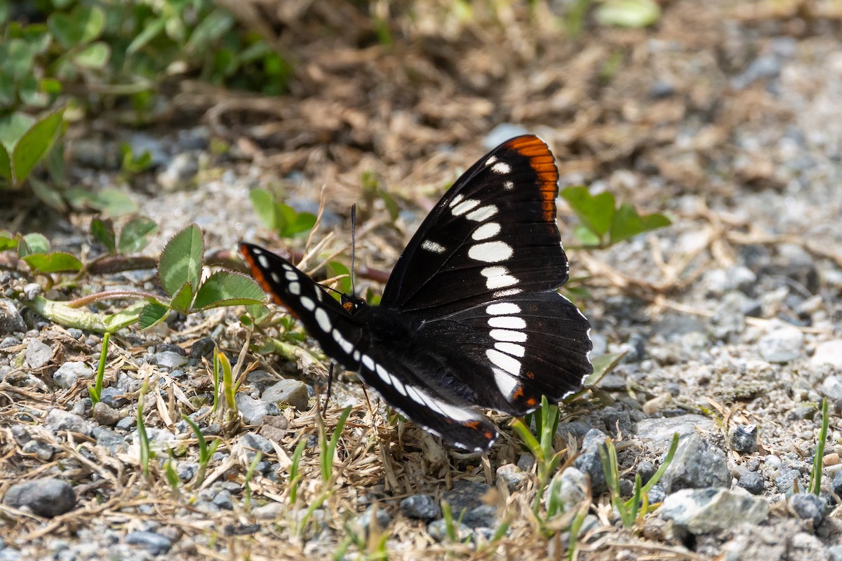 Lorquin's Admiral - ML658748656