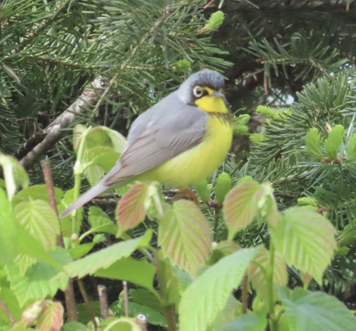 Canada Warbler - ML658749313