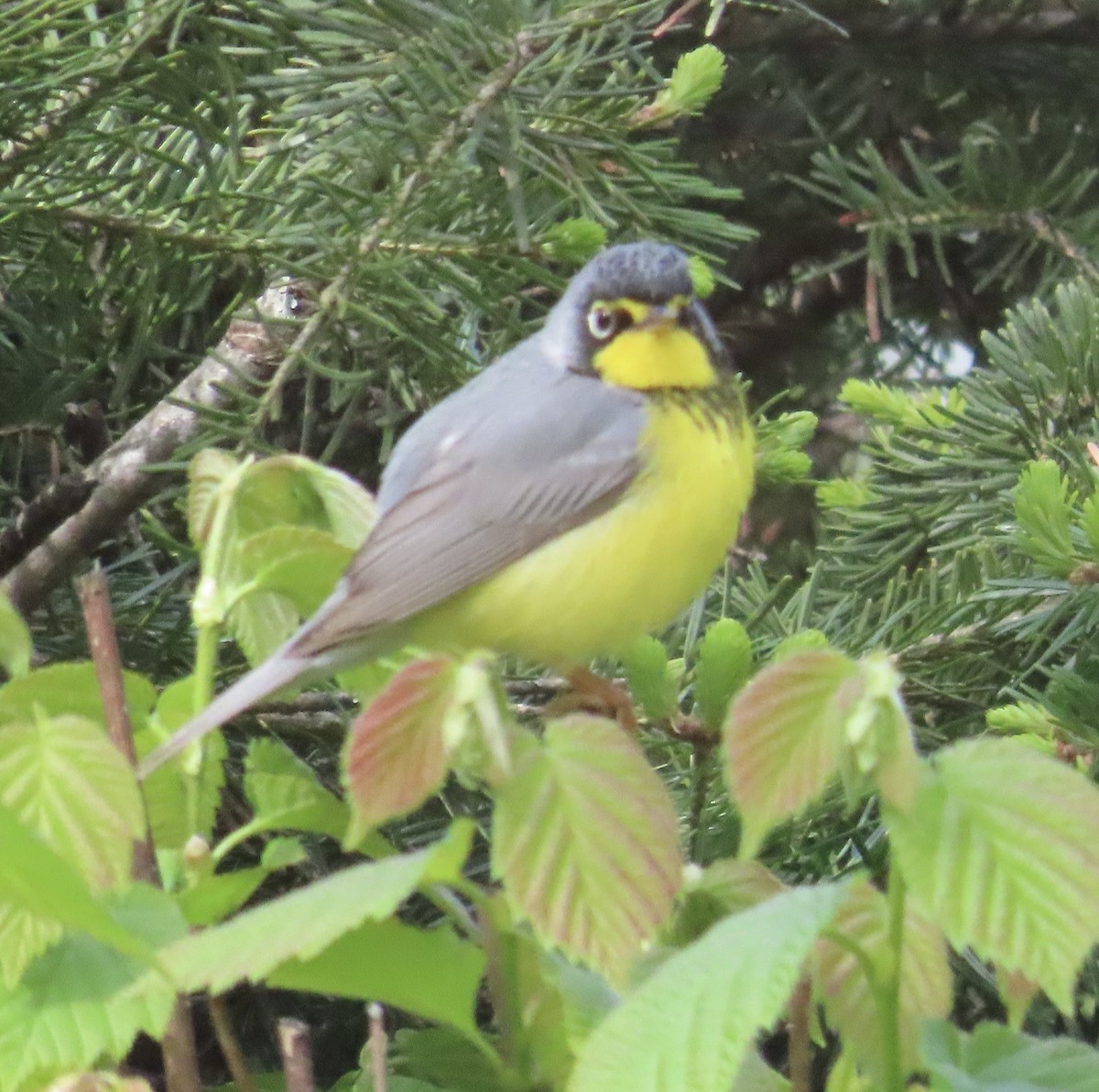 Canada Warbler - ML658749314