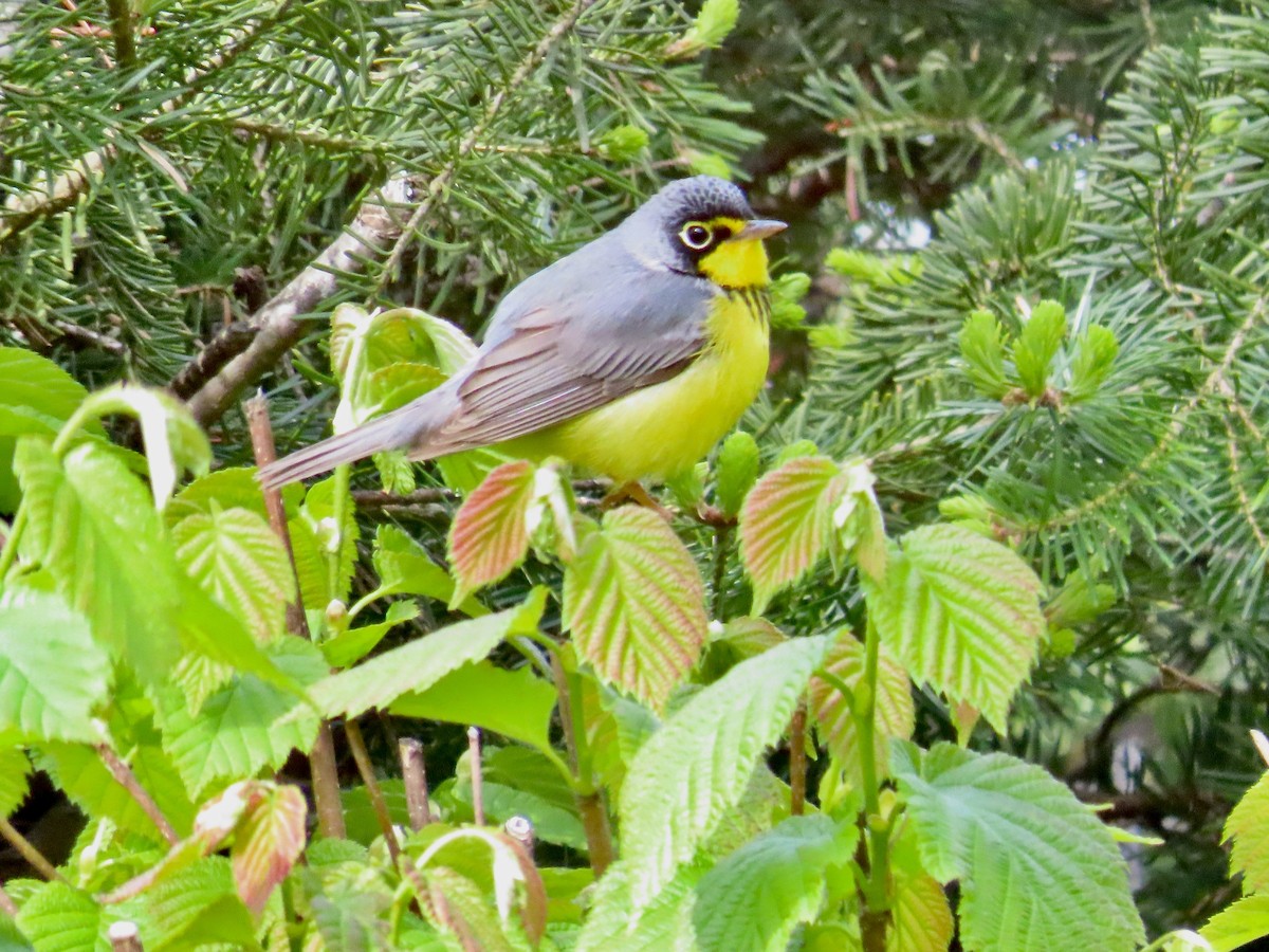 Canada Warbler - ML658749315