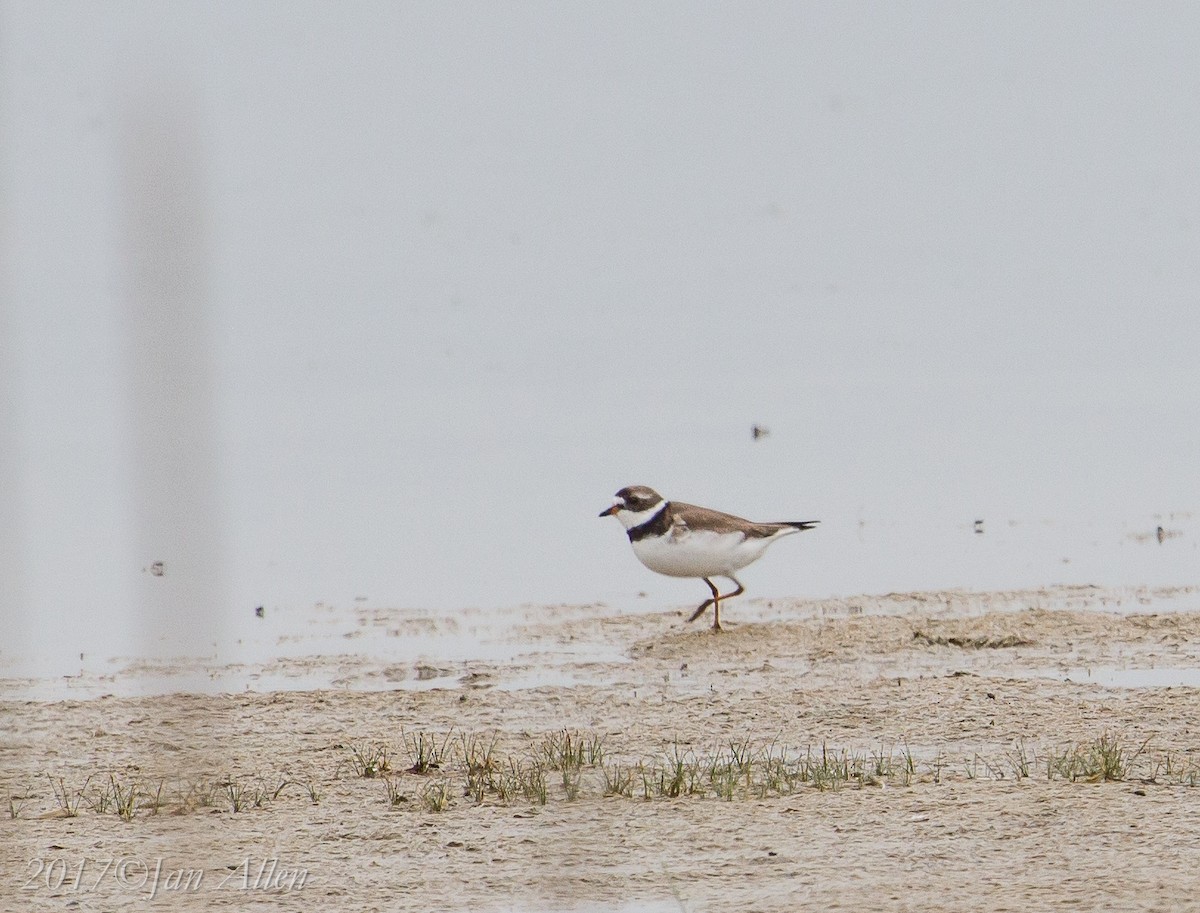 Semipalmated Plover - ML65874941