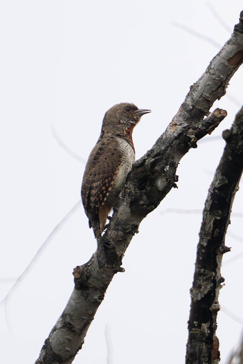 Red-throated Wryneck (Rufous-necked) - ML658749479