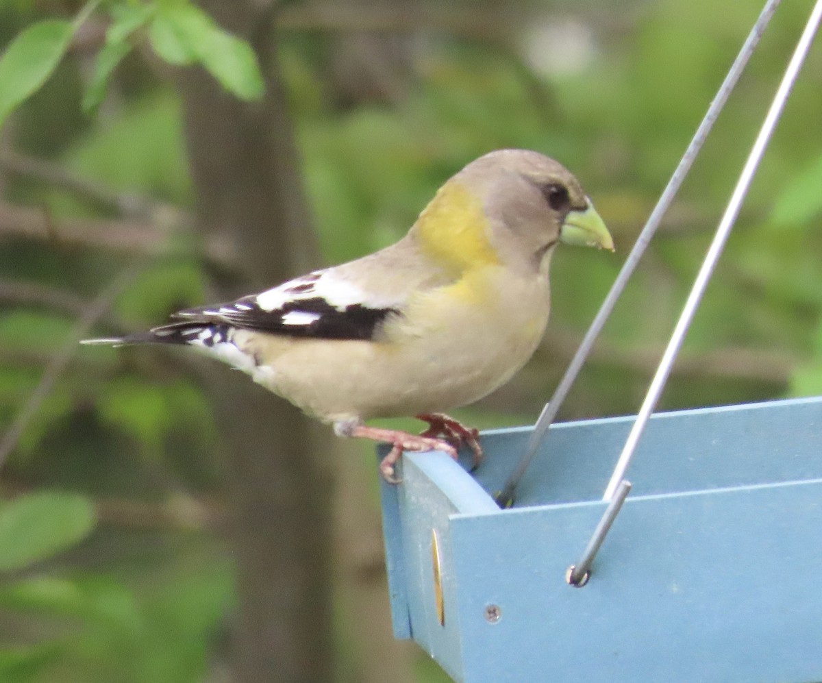 Evening Grosbeak - ML658749483