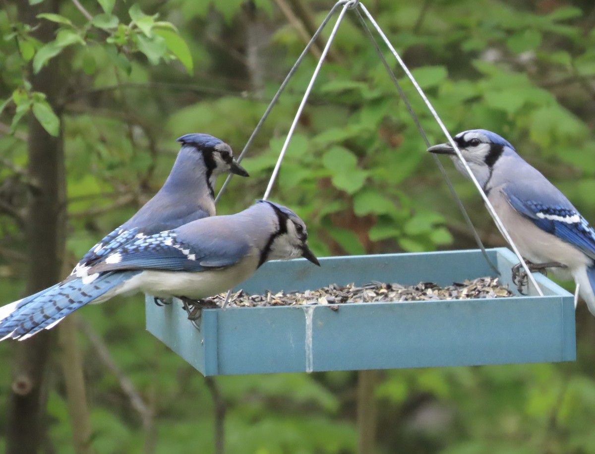 Blue Jay - ML658749540