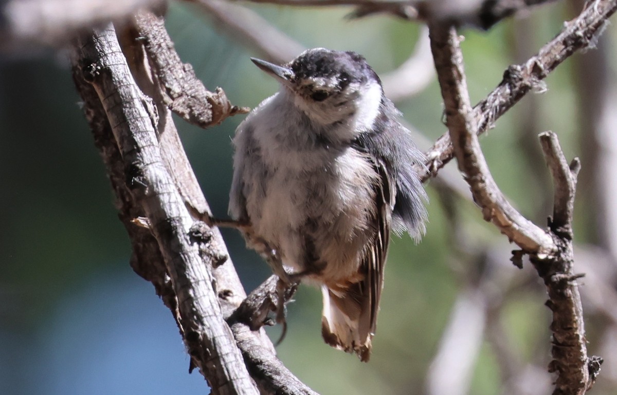 White-breasted Nuthatch - ML658751494