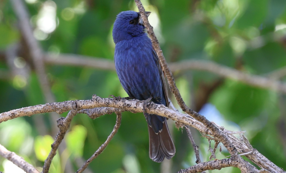 Blue Grosbeak - ML658751527