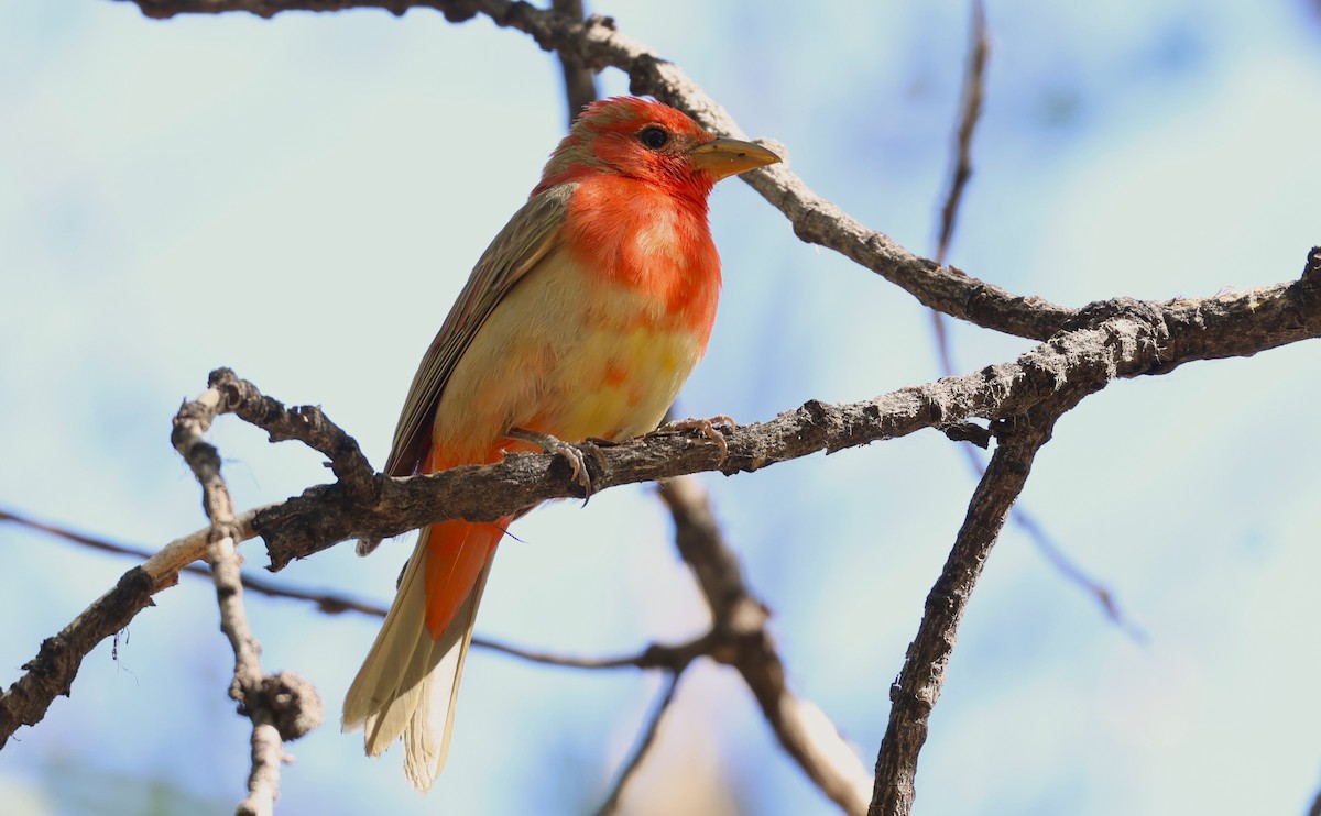 Summer Tanager - ML658751549