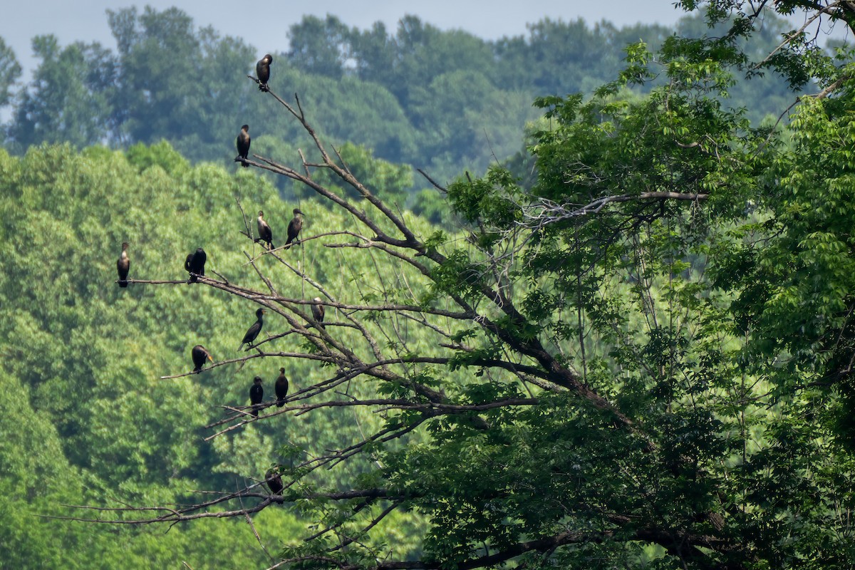 Double-crested Cormorant - ML658752050