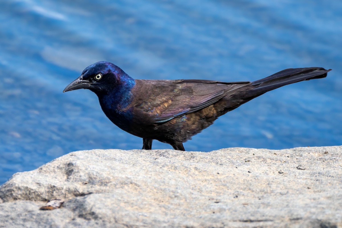 Common Grackle - ML658752059