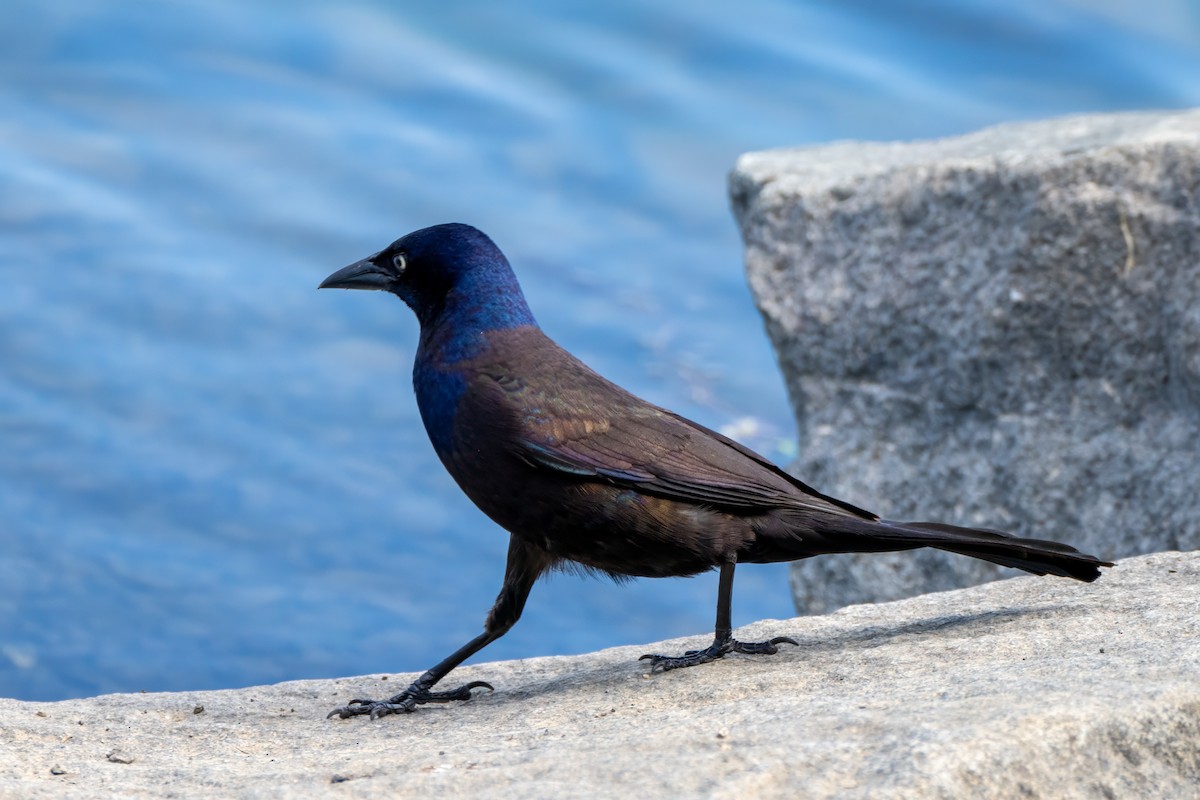 Common Grackle - ML658752060