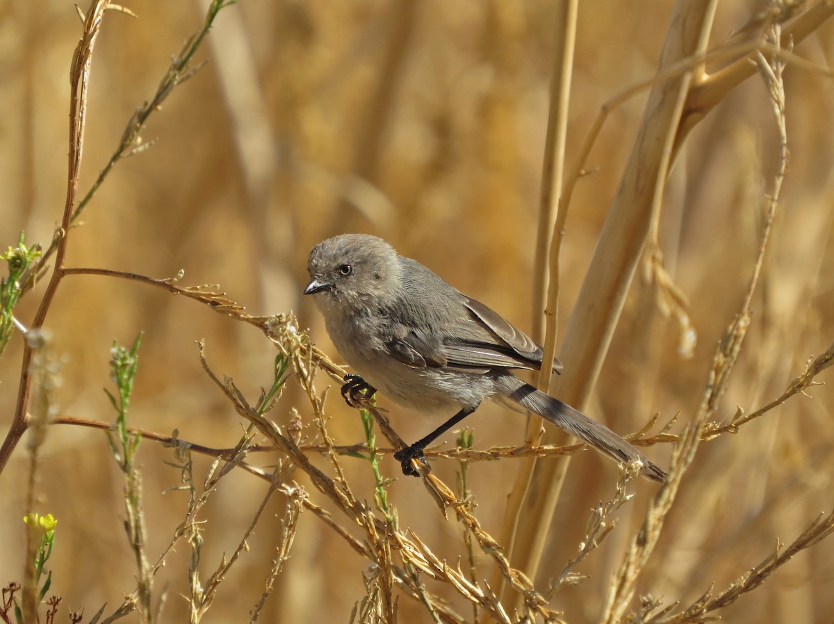 Bushtit (Pacific) - ML65875231