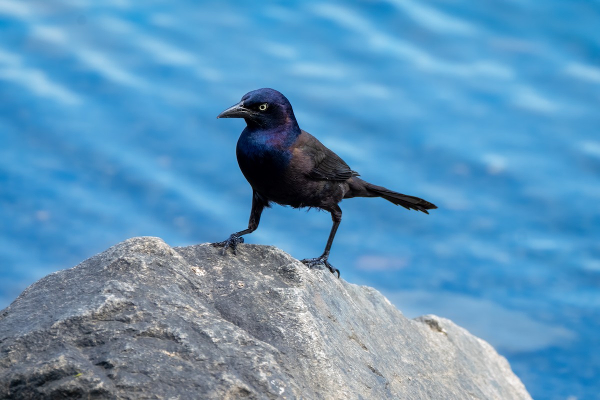 Common Grackle - ML658752676