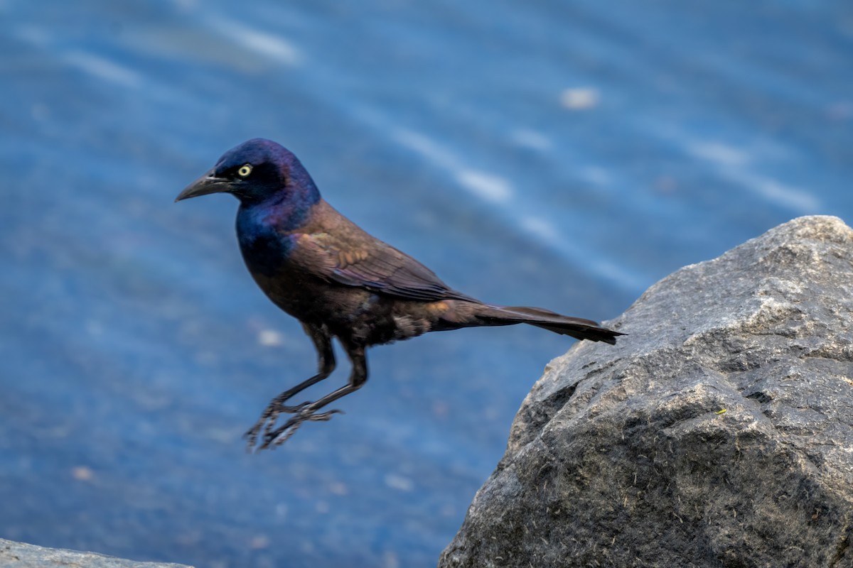 Common Grackle - ML658753019