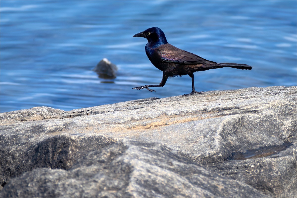 Common Grackle - ML658753630