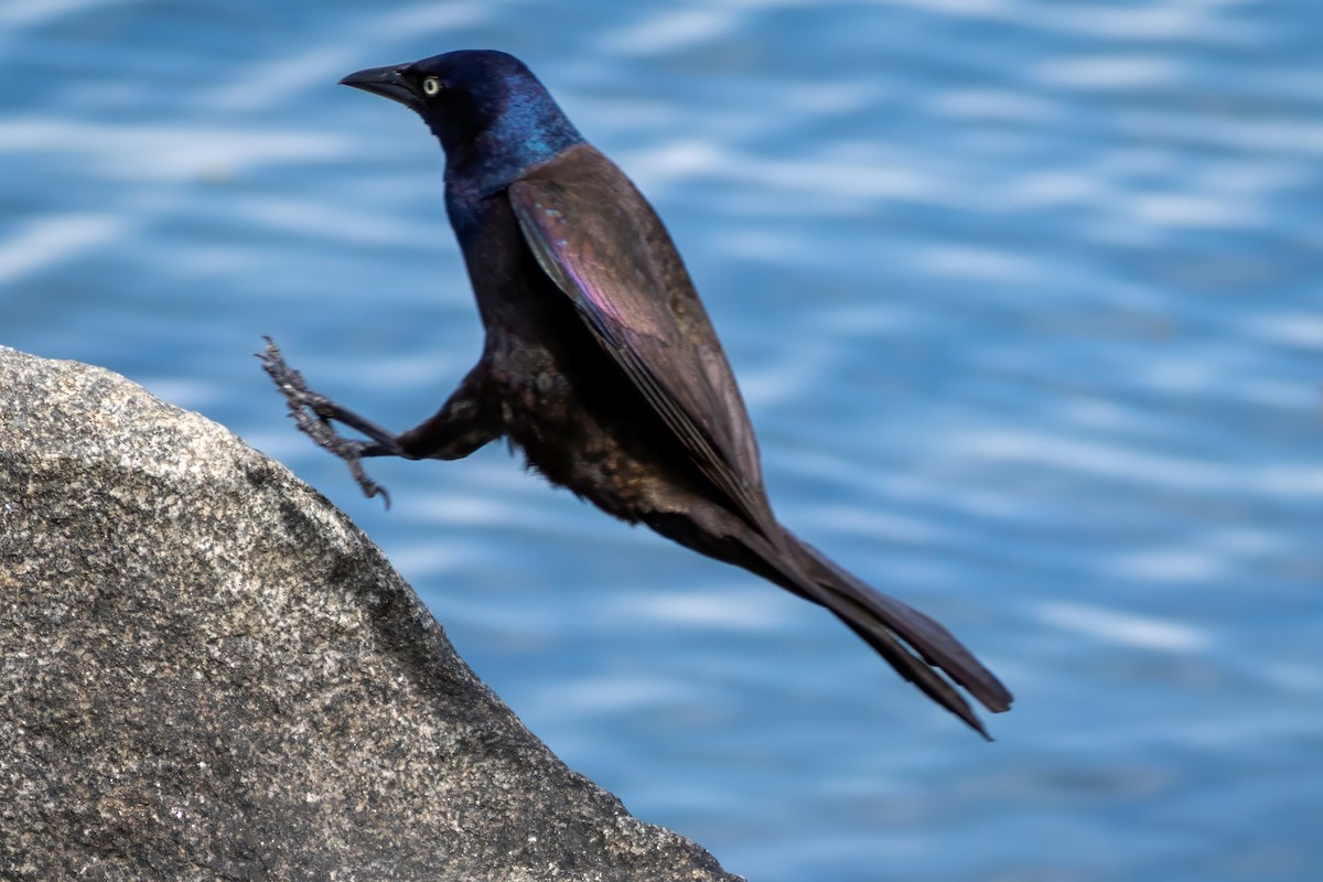 Common Grackle - ML658753657