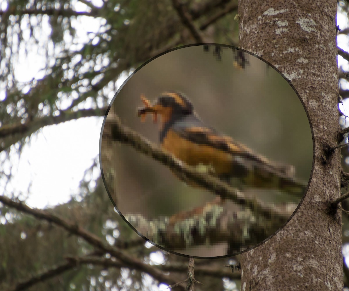 Varied Thrush - ML65875391