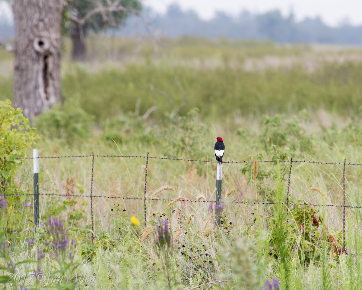 Red-headed Woodpecker - ML65875411