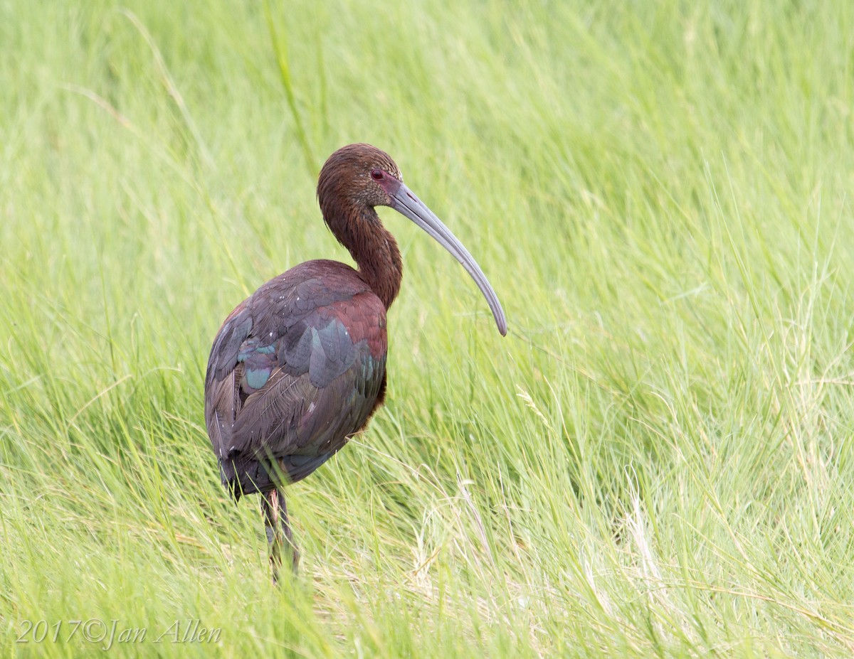 White-faced Ibis - ML65875541