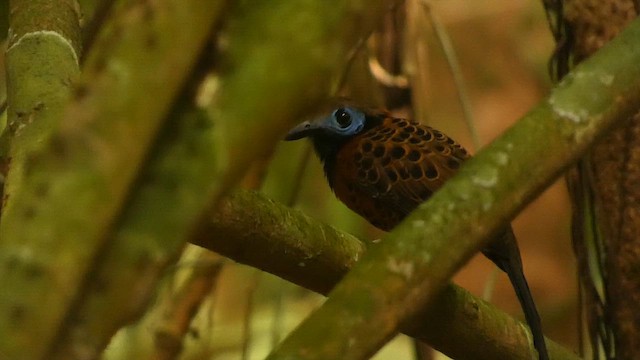 Ocellated Antbird - ML658755811