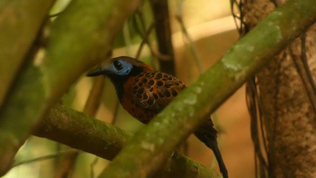 Ocellated Antbird - ML658755814