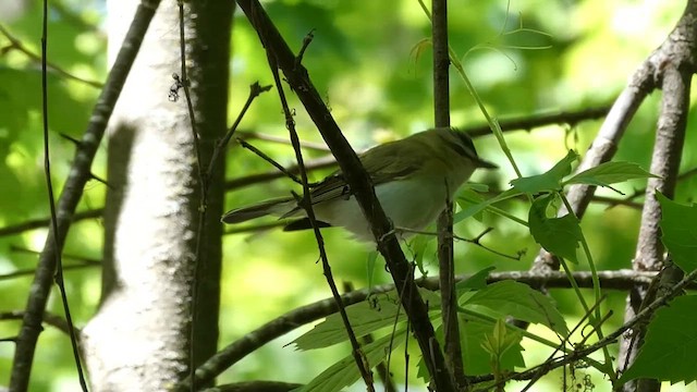 Kızıl Gözlü Vireo - ML658755979