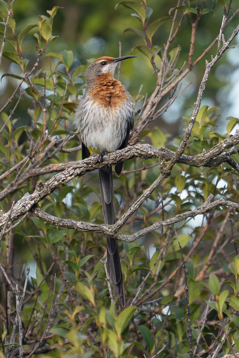 Gurney's Sugarbird - ML658756262