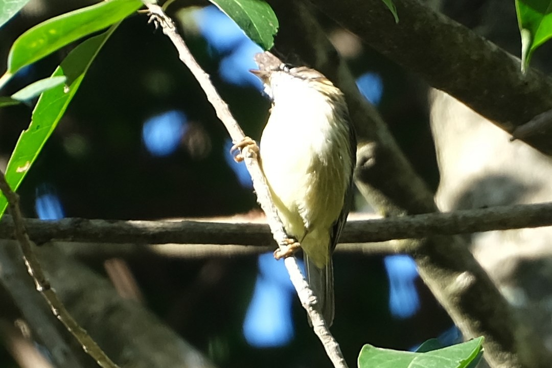Bıyıklı Yuhina - ML658756278