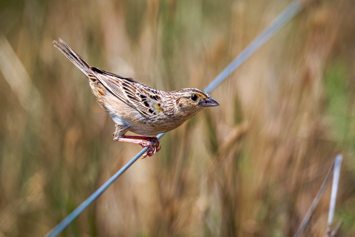 Grasshopper Sparrow - ML658757214