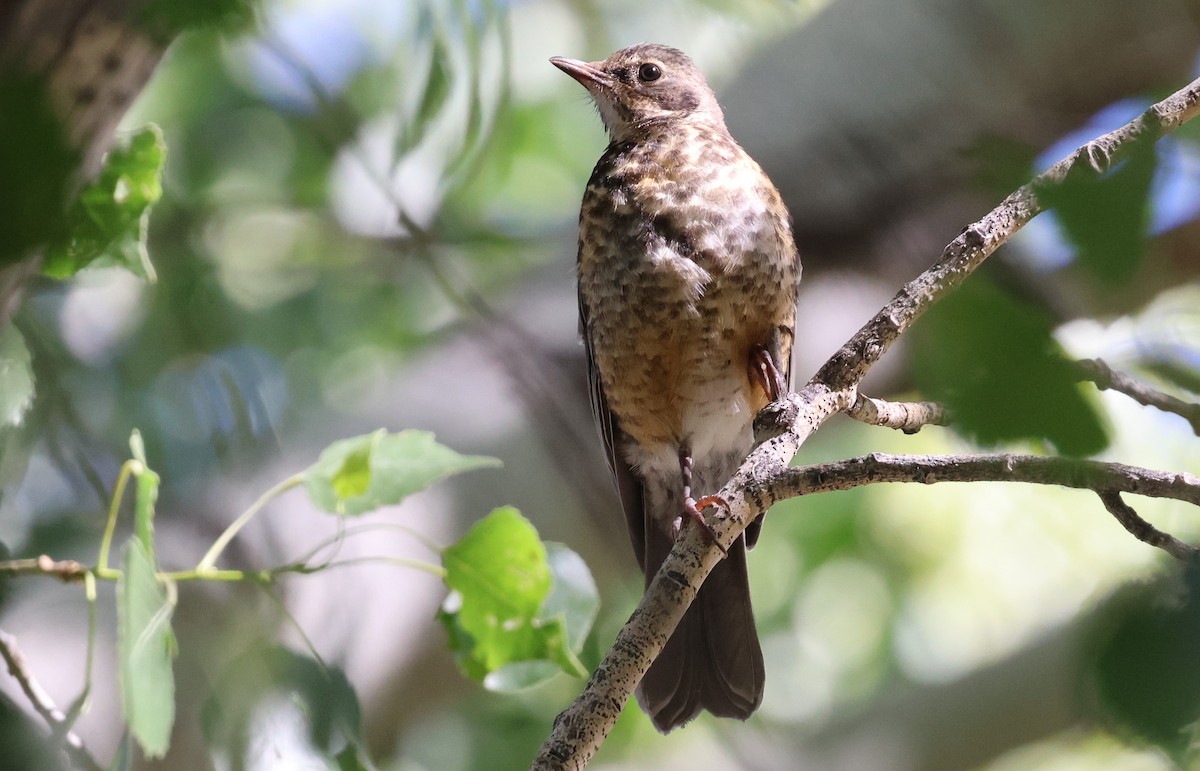 American Robin - ML658757512