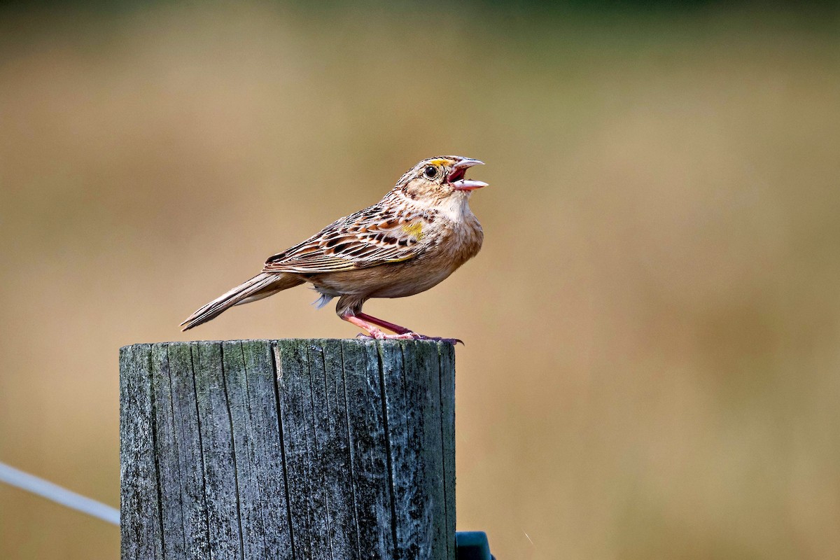 Grasshopper Sparrow - ML658757913