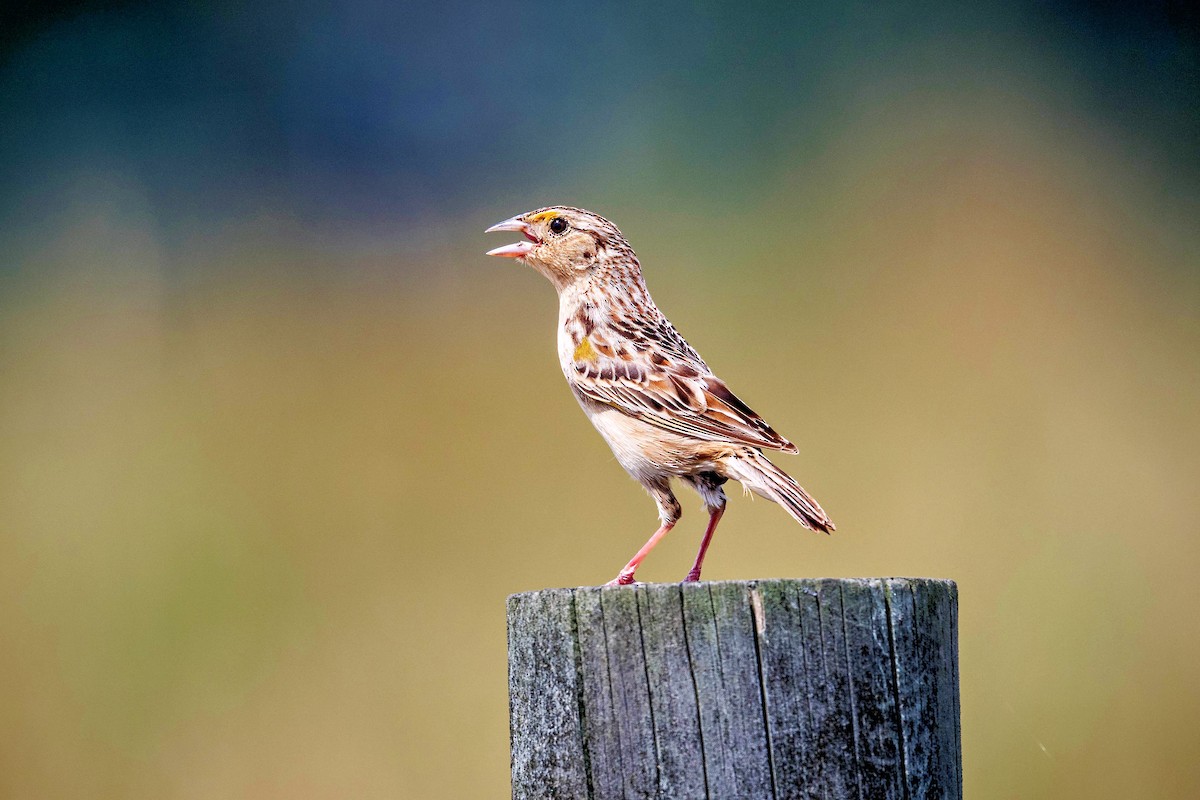 Grasshopper Sparrow - ML658757915