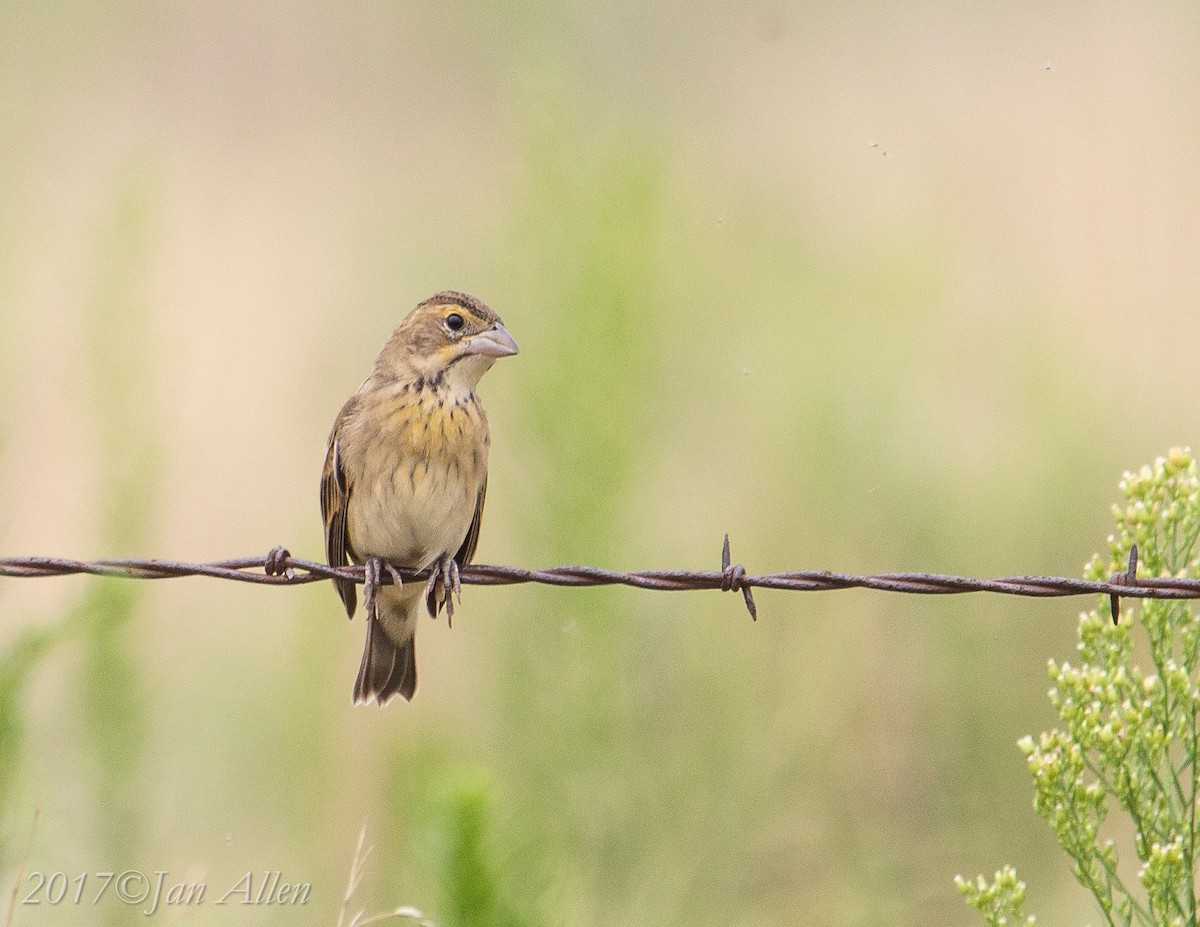 Dickcissel - Jan Allen