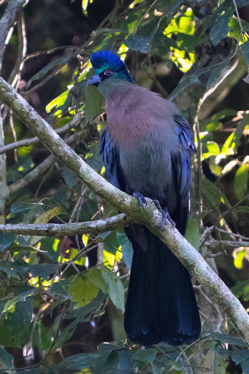 Purple-crested Turaco - ML658758534