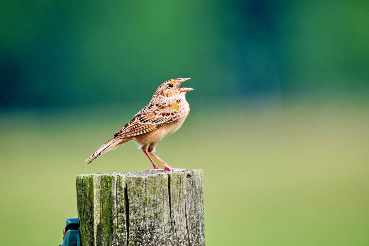 Grasshopper Sparrow - ML658758743