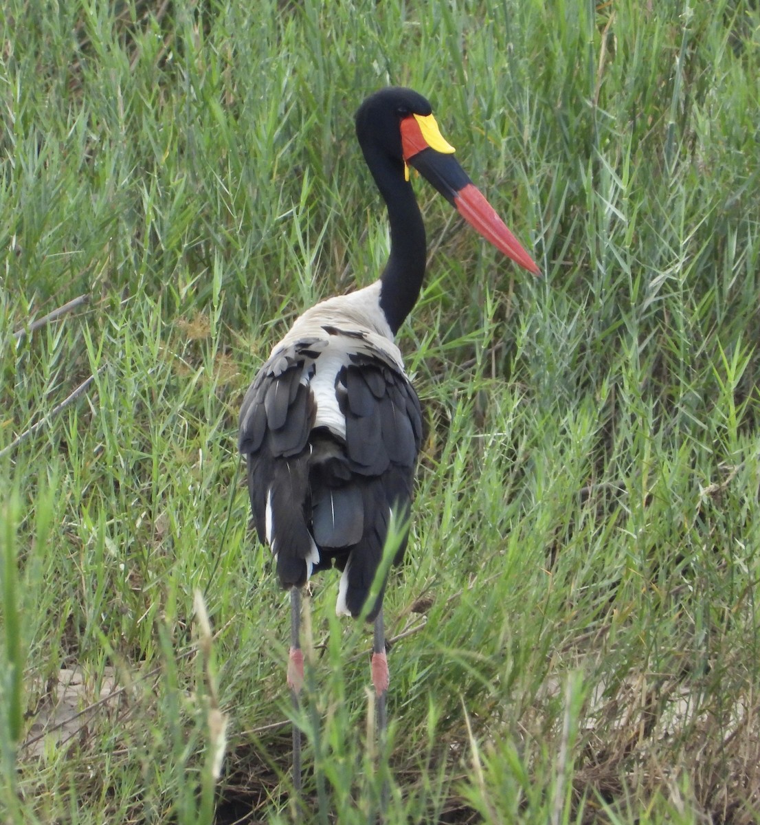 Saddle-billed Stork - ML658761855