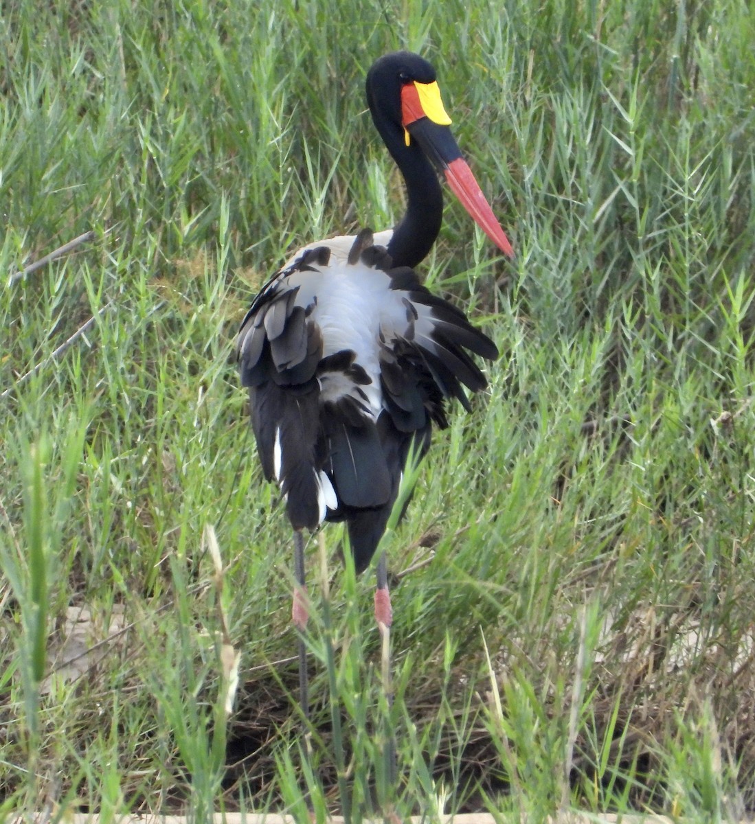 Saddle-billed Stork - ML658761856