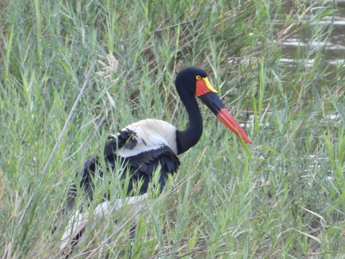 Saddle-billed Stork - ML658761857