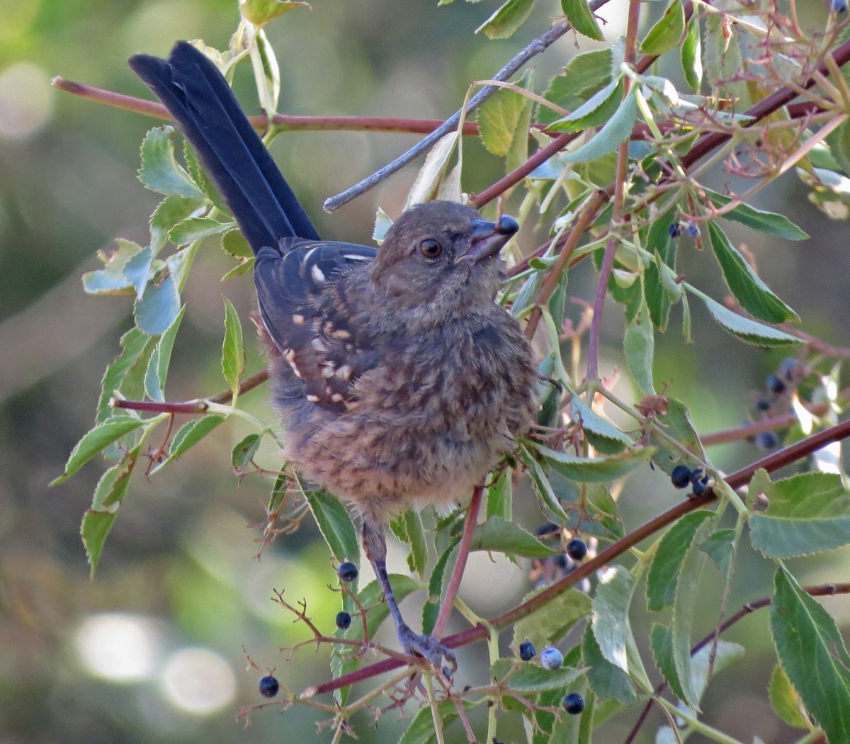 Spotted Towhee - ML65876221