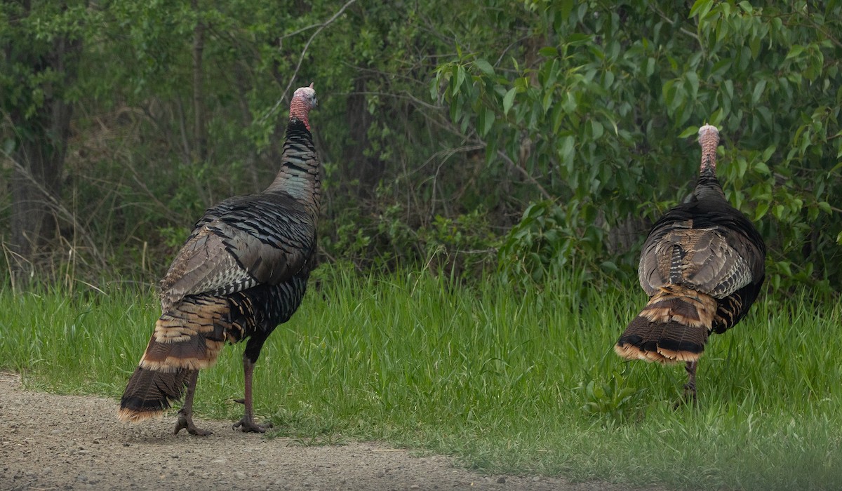 Wild Turkey - ML658763549