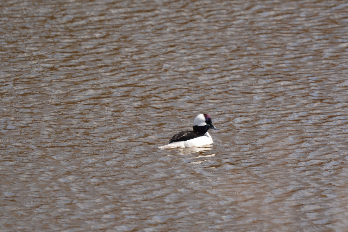 Bufflehead - ML65876921