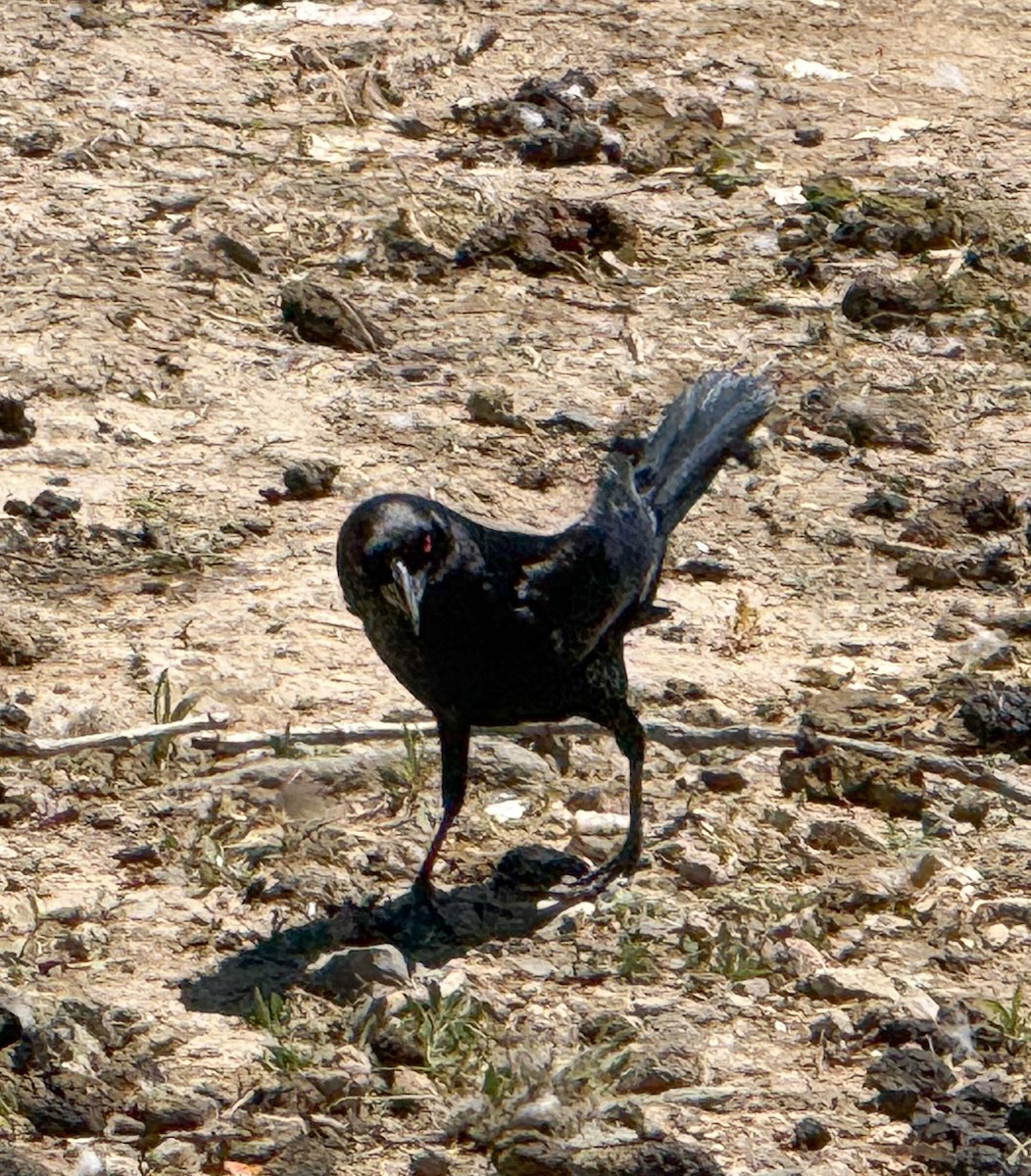 Bronzed Cowbird - ML658770165