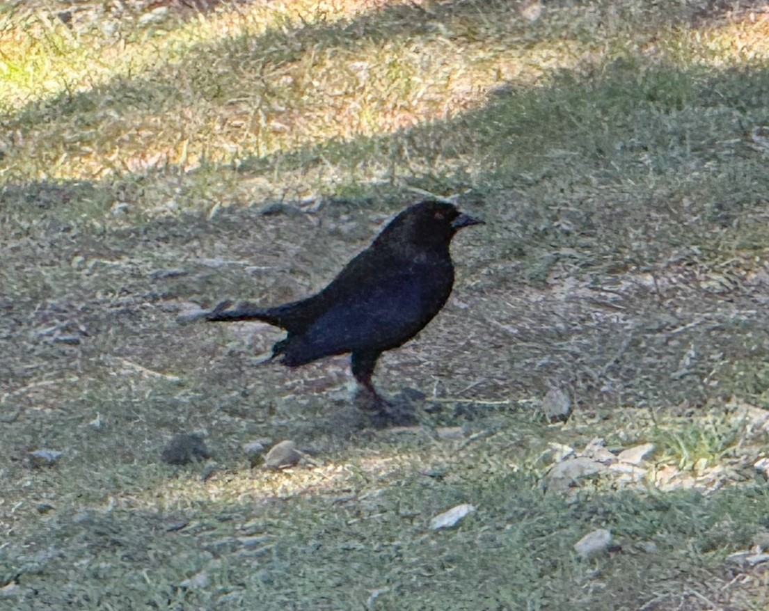 Bronzed Cowbird - ML658770166